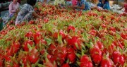 Nông lâm thủy sản sang Trung Quốc: Xuất nhiều, rủi ro cao