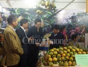 Khai mạc Hội chợ đặc sản vùng miền, quà tặng Noel và Tuần lễ cam sành Hà Giang 2017