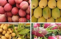 Cơ hội mở rộng xuất khẩu rau quả vào EU