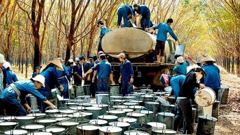 Trung Quốc vẫn là thị trường xuất khẩu cao su lớn nhất của Việt Nam