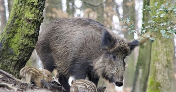 Tổ chức Sức khỏe Động vật Thế giới OIE: Tuyên bố hết dịch tả lợn châu Phi tại Bỉ