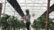 Thu tiền tỷ mỗi năm nhờ nông nghiệp công nghệ cao