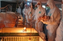 Chăn nuôi an toàn sinh học: Hướng đi tất yếu