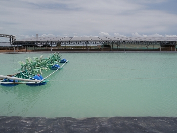 Đồng bằng sông Cửu Long: Nhân rộng mô hình điện mặt trời kết hợp nông nghiệp