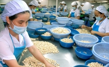 Công Thương qua góc nhìn báo chí ngày 27/6: Xuất khẩu hạt điều đối mặt với nhiều thách thức