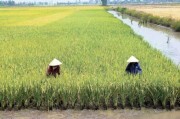 Giá gạo Việt Nam bán qua Philippines dự báo giảm?
