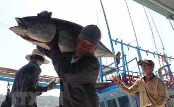 Chất xúc tác thúc đẩy tăng trưởng xuất khẩu cá ngừ của Việt Nam