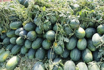 Đắk Lắk: Dưa hấu 