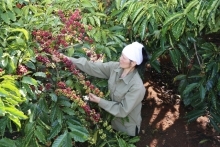 Nông sản chủ lực nhiều triển vọng tăng thị phần tại EU