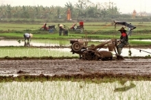Gần 71% diện tích đã có nước cho gieo cấy vụ Đông Xuân