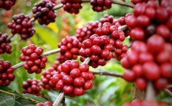 Nhiều triển vọng xuất khẩu nông sản sang EU trong năm 2022