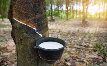 10 thị trường nhập khẩu cao su lớn nhất đều tăng mua cao su Việt Nam