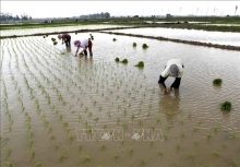 Từ 13/2 sẽ lấy nước đợt 3 cho vụ Đông Xuân