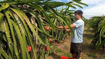 Thanh long chín đầy vườn nhưng không có người mua