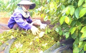 Giá hồ tiêu tăng cao, nông dân Tây Nguyên xuất bán nhỏ giọt