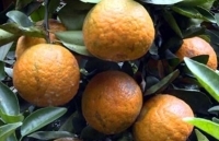 Cam sành Hà Giang cuối vụ rớt giá