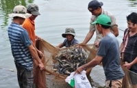 Cơ cấu lại diện tích nuôi tôm