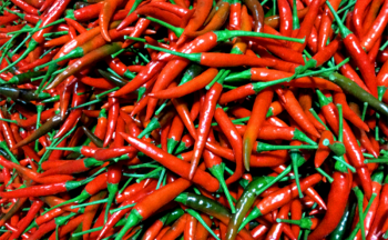 Ớt tươi Việt Nam được chấp thuận xuất khẩu sang Trung Quốc