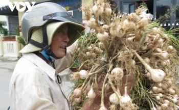 Tỏi Lý Sơn mất mùa, nông dân chồng chất nỗi lo