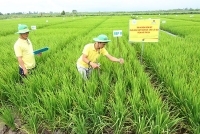 Đạm Cà Mau nỗ lực hoàn thành các chỉ tiêu sản xuất kinh doanh trong quý I/2019