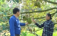 Giá sầu riêng giảm mạnh