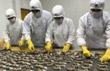 Doanh nghiệp tận dụng lợi thế xuất khẩu tôm sang Nhật Bản