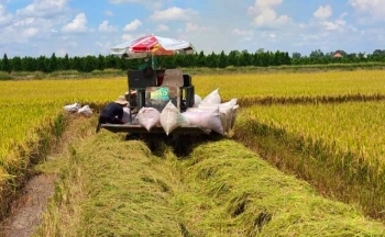 Xuất khẩu gạo tiếp tục tăng trưởng cả lượng và giá trị