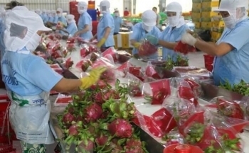 Mã số vùng trồng - “chìa khóa”  đưa nông sản Việt vươn xa