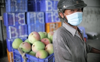 Thủ phủ xoài Úc ở Nam Trung Bộ lao đao khi giá chạm đáy