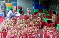 Sản xuất thanh long sạch, an toàn để phát triển bền vững