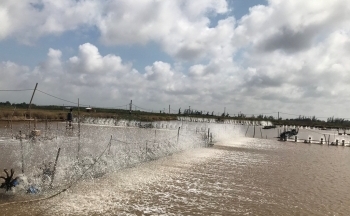 Ước mơ trên những vuông tôm