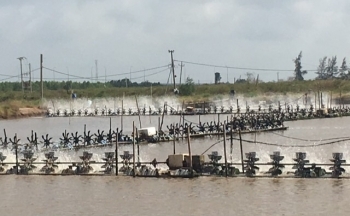 Tiết kiệm điện trong nuôi tôm: Tiềm năng còn nhiều, cần cơ chế