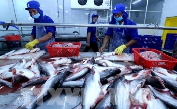 EVFTA - Bài I: Tận dụng tối đa lợi ích