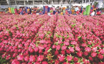 Thanh long Việt Nam tràn đầy cơ hội xuất khẩu