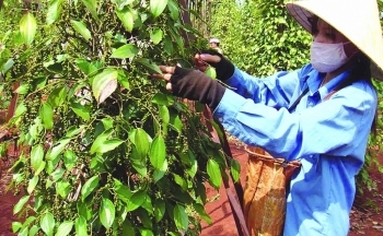 Xuất khẩu hồ tiêu đối mặt khó khăn