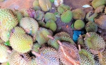 Sầu riêng rụng đầy gốc, giá rớt thảm chưa từng thấy