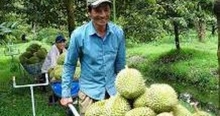 Xuất khẩu sầu riêng chính ngạch sang thị trường Trung Quốc
