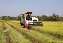 Gạo Việt Nam ngày càng khẳng định vị thế trên thị trường thế giới