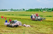 Đề xuất tăng thu mua tạm trữ lúa Hè Thu của bà con nông dân phía Nam