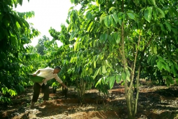 Bao giờ sửa quy định thuế GTGT về phân bón để nông dân và doanh nghiệp được nhờ?