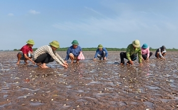 Thái Bình: Khẩn trương xác định nguyên nhân khiến ngao nuôi chết hàng loạt