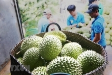 Xuất khẩu sầu riêng đi Trung Quốc: Cửa đã mở nhưng vẫn phải tính xa