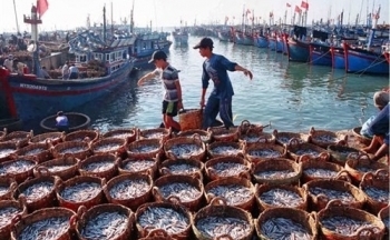 Giá nhiên liệu giảm, 80% tàu thuyền của Tiền Giang ra khơi khai thác hải sản