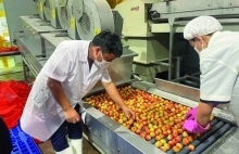 Xuất khẩu rau quả khó đạt mục tiêu