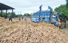 Nhân dân tệ mất giá, Trung Quốc giảm mua sắn Việt