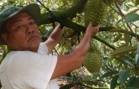 Sầu riêng được giá, mỗi ha vườn sầu riêng cho lãi khoảng 1 tỷ đồng/năm