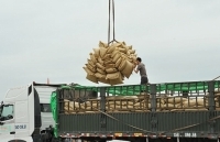 Tín hiệu vui cho xuất khẩu gạo