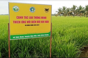 Canh tác lúa thông minh, sử dụng giống chất lượng cao là những biện pháp căn bản để tăng thu nhập khi đất lúa bị thu hẹp