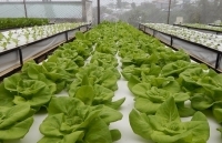 Lâm Đồng thu hút gần 3.000 tỷ đồng vào sản xuất nông nghiệp công nghệ cao