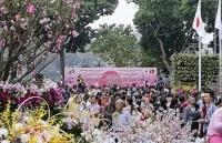 Nhiều hoạt động hấp dẫn tại Lễ hội hoa Anh đào Nhật Bản - Hà Nội 2019